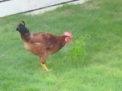 RIR Breed Male Hens For Sale