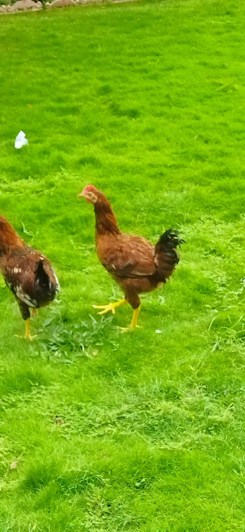 RIR Breed Male Hens For Sale — photo 2