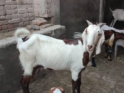 Goats