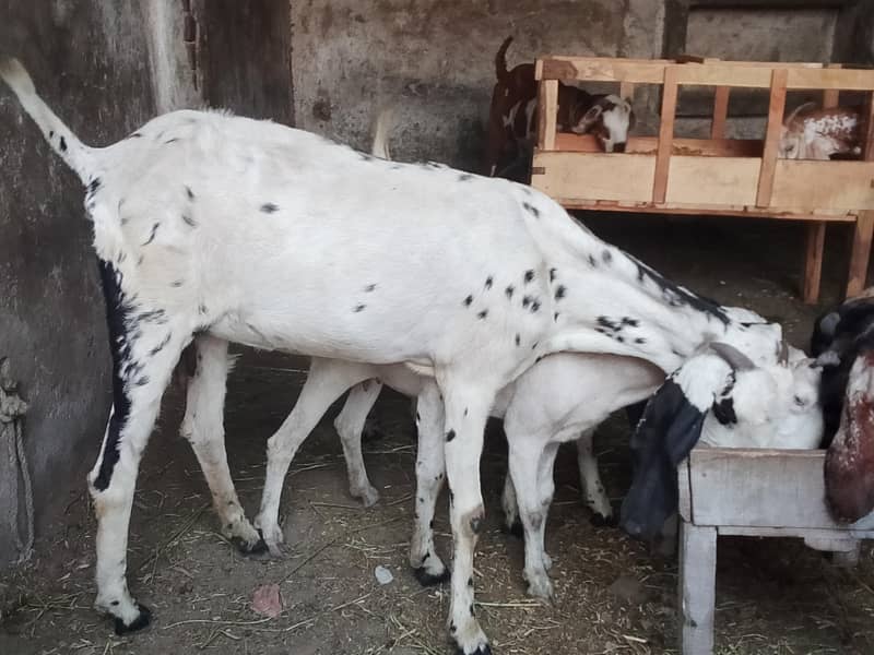 Goats 1