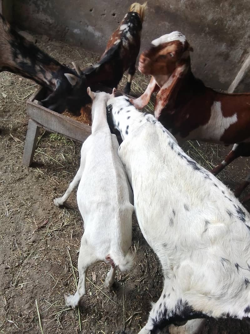 Goats 3