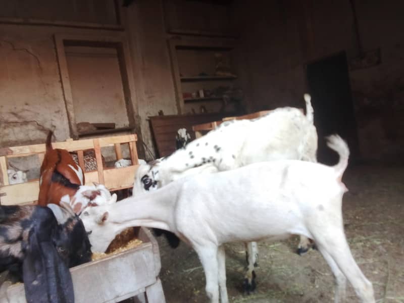 Goats 4