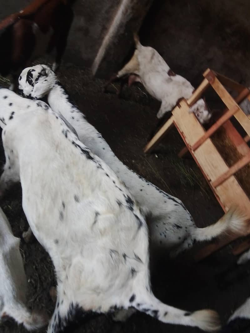 Goats 5