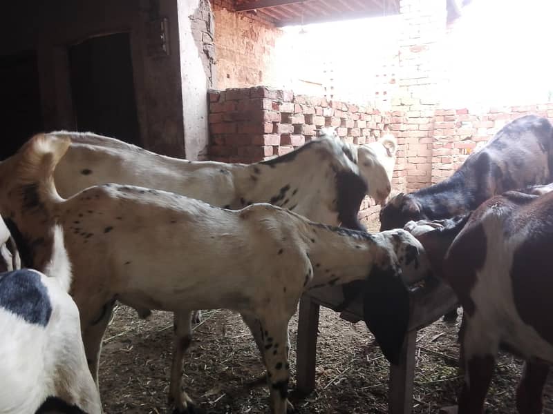 Goats 6