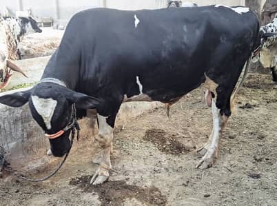 3 Bulls for sale