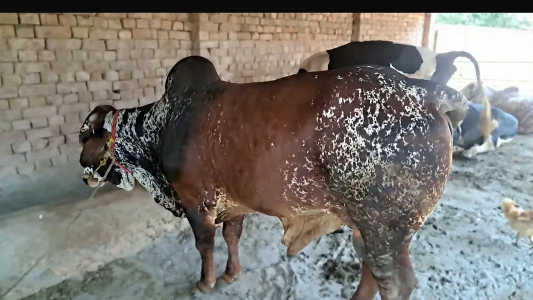 3 Bulls for sale — photo 2