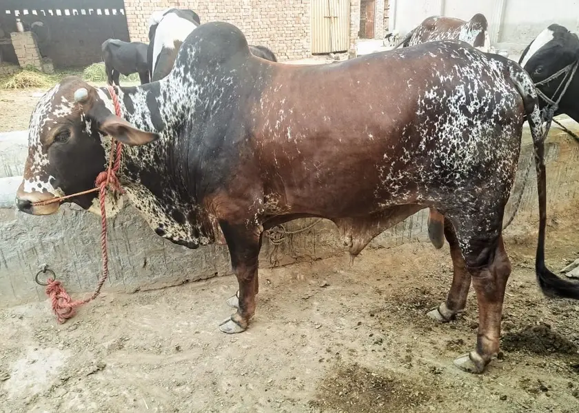 3 Bulls for sale — photo 3