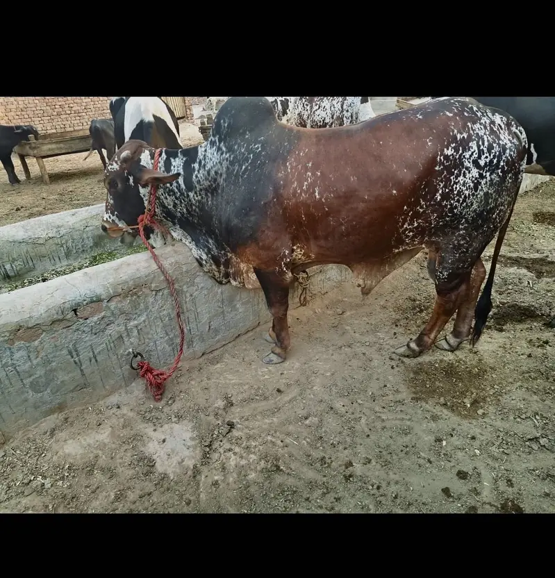 3 Bulls for sale — photo 4