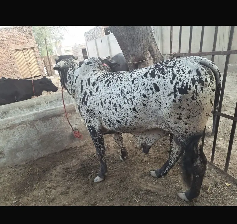 3 Bulls for sale — photo 5