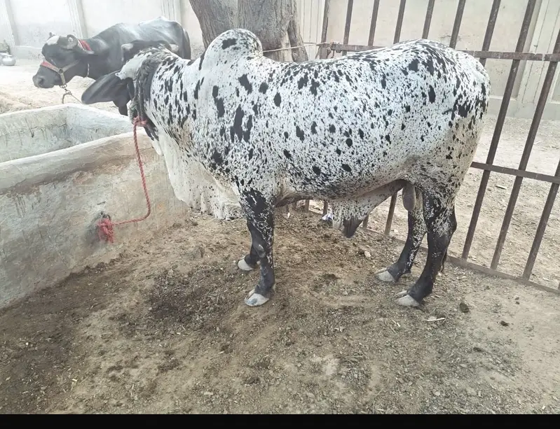 3 Bulls for sale — photo 6