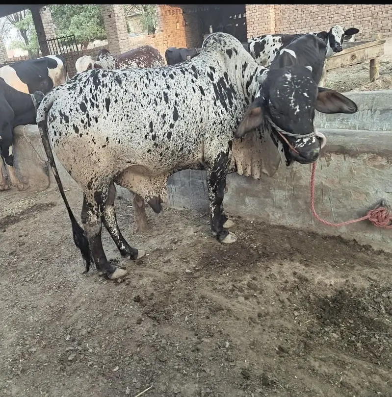 3 Bulls for sale — photo 7