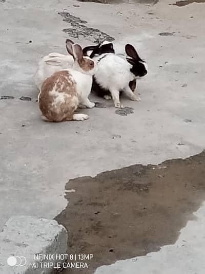 3 rabbits pair