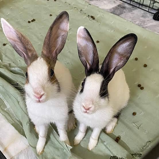 3 rabbits pair 1