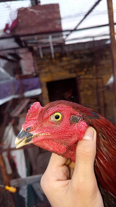 pure panas male and burmi female