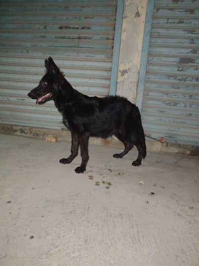 black german female