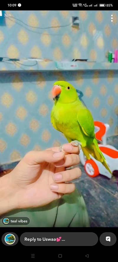green ringneck female for sale