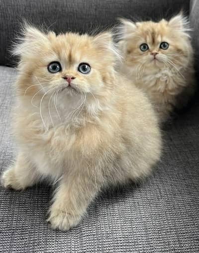 Cat | Persian | kittens |  Blue eyes | Kitty O348O163O63 WA^⁠_⁠^