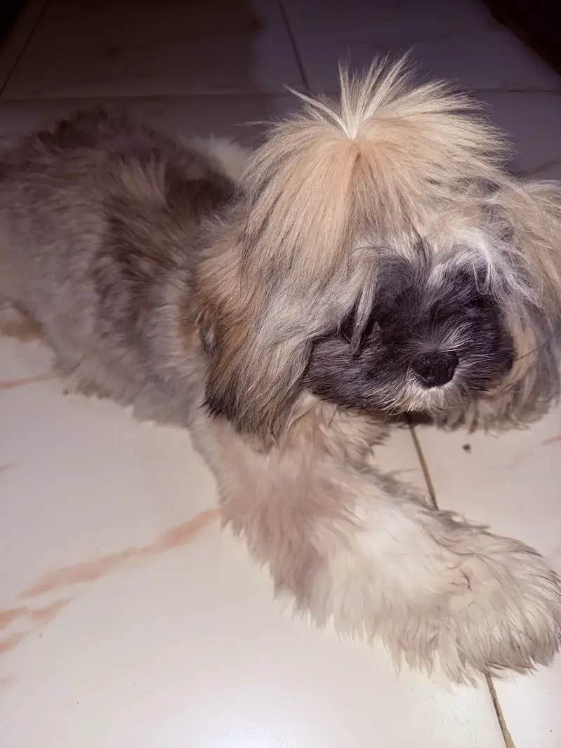Shitzu dog — photo 2