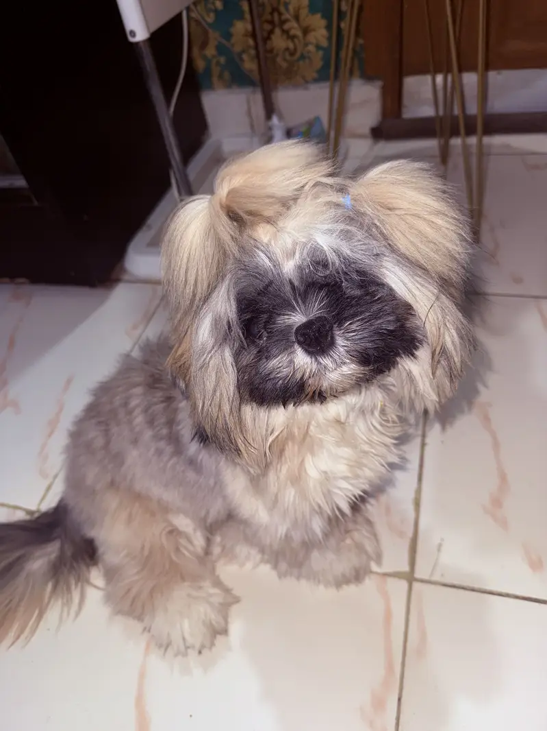 Shitzu dog — photo 3