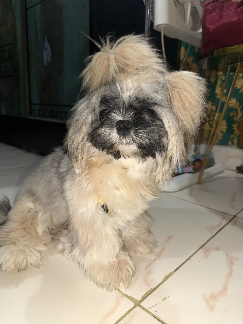 Shitzu dog — photo 4