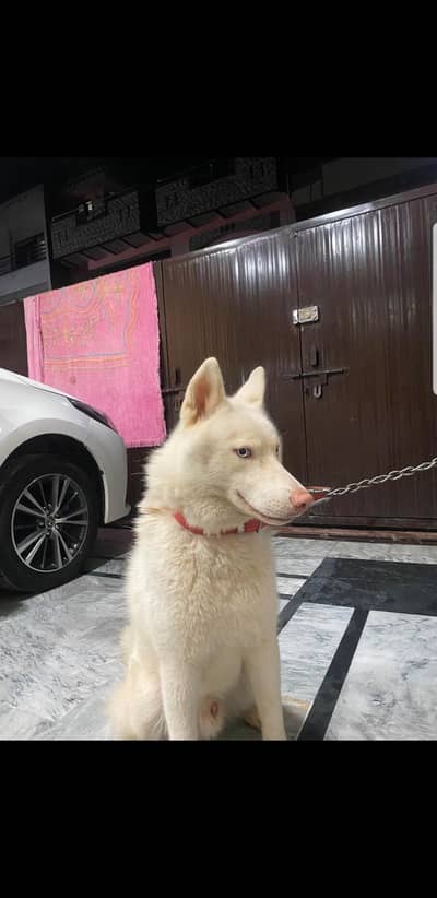 Purebred Siberian Husky K9 – 12 Months | Fully Trained |