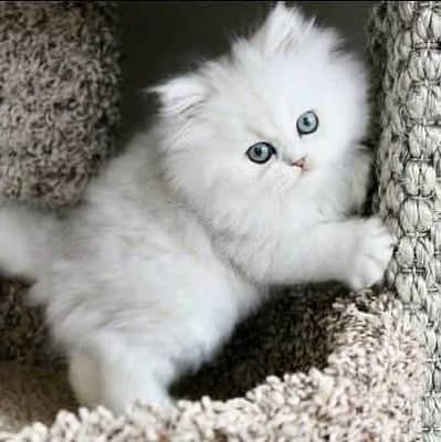 Cat | Persian | kittens |  Blue eyes | Kitty O348O163O63 WA^⁠_⁠^