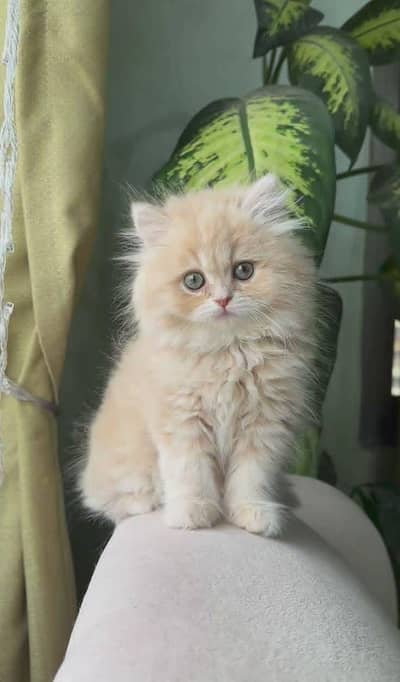 Persian | kittens | Cat | 3 coated | watsp O348^°^O163O63 Me