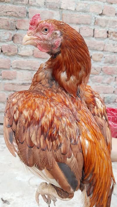 aseel jora sale