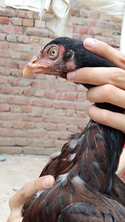 aseel murgi sale