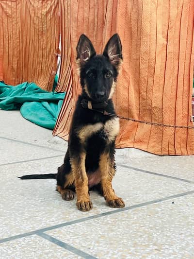 German shephard Black mask puppy