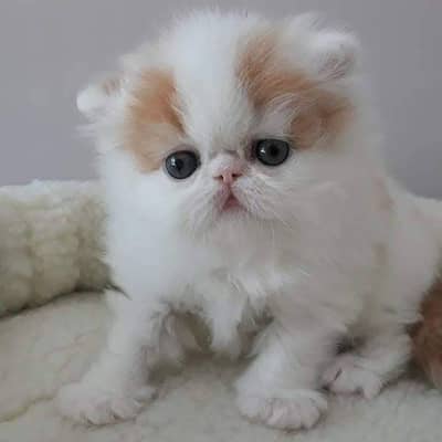 Cat | Persian | kittens |  Blue eyes | Kitty O348O163O63 WA^⁠_⁠^