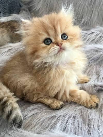 Cat | Persian | kittens |  Blue eyes | Kitty O348O163O63 WA