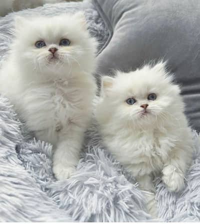 Cat | Persian | kittens |  Blue eyes | Kitty O348O163O63 WA^⁠_⁠^^⁠_⁠^
