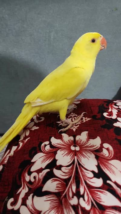 yellow ringneck
