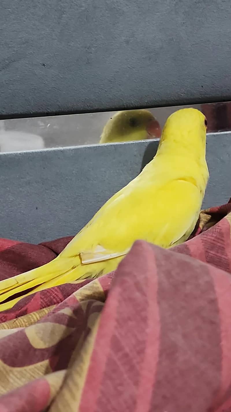 yellow ringneck 1