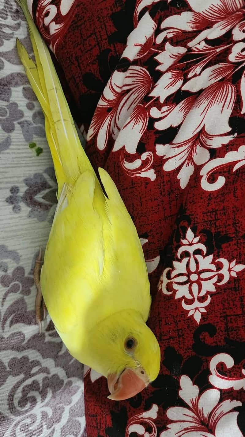 yellow ringneck 2
