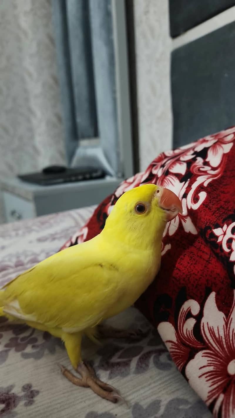yellow ringneck 3