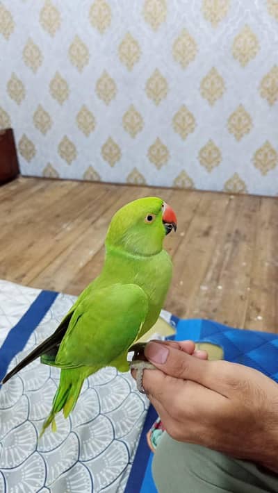 green handtamed female.