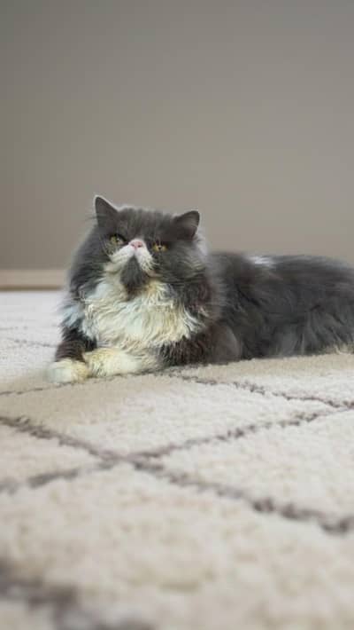 Peki Face Male cat available | Piki Face Cat |