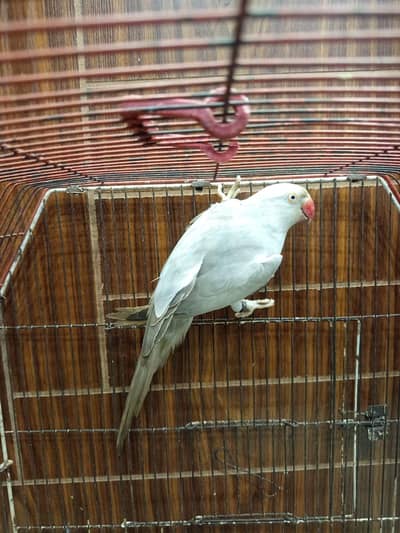 silver Ringneck