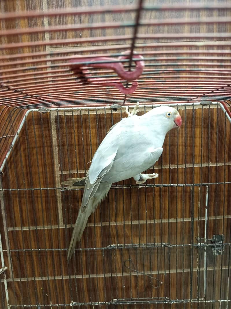 silver Ringneck 0