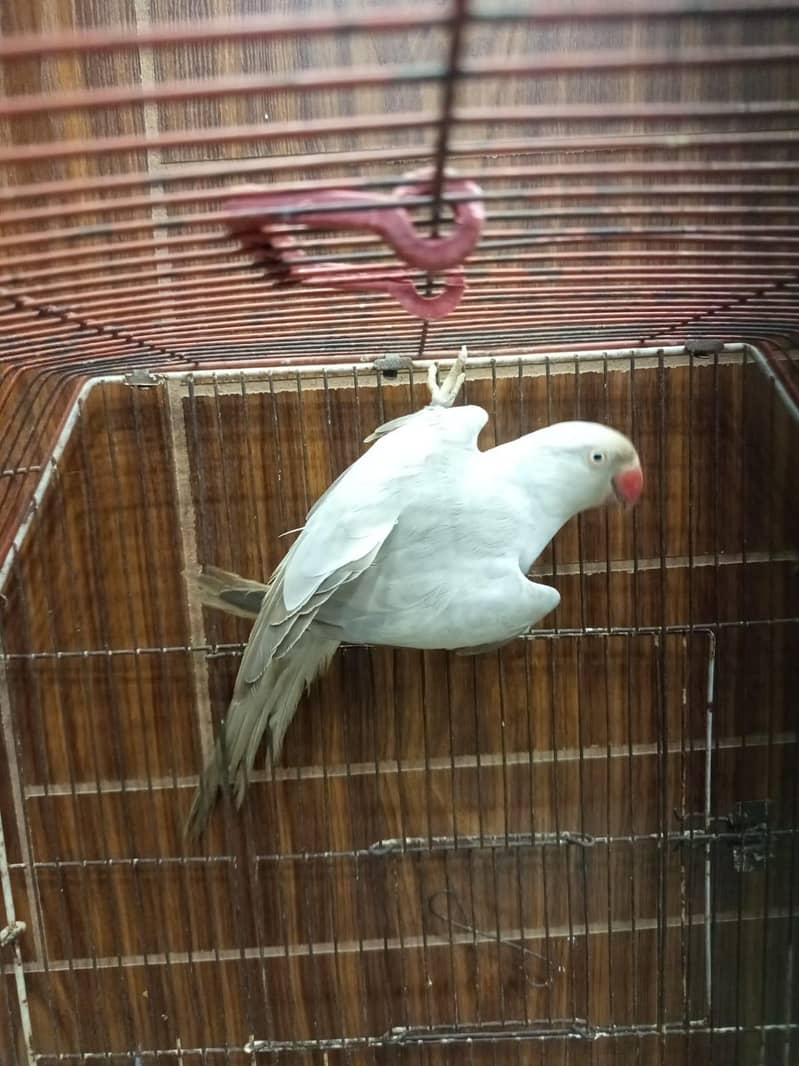 silver Ringneck 1