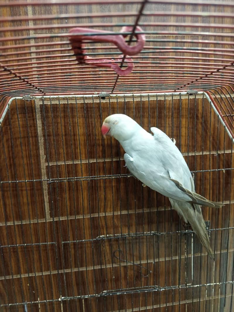 silver Ringneck 2