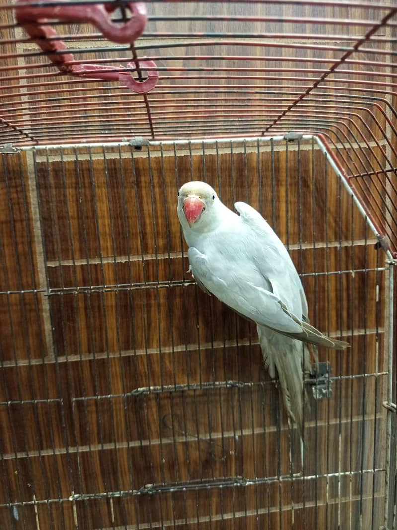 silver Ringneck 3