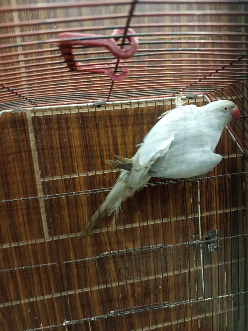 silver Ringneck 4
