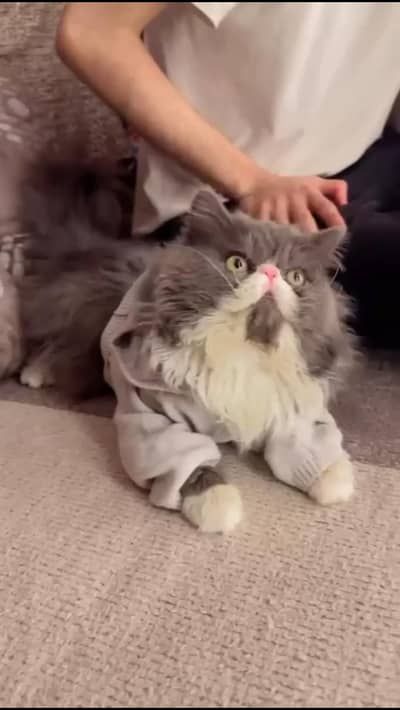 Peki Face / Piki Male cat / Pike Male cat Availible