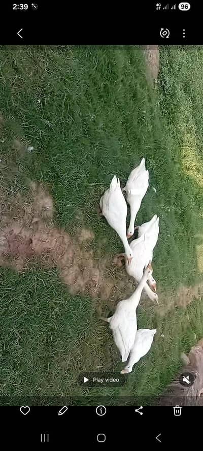 long duck