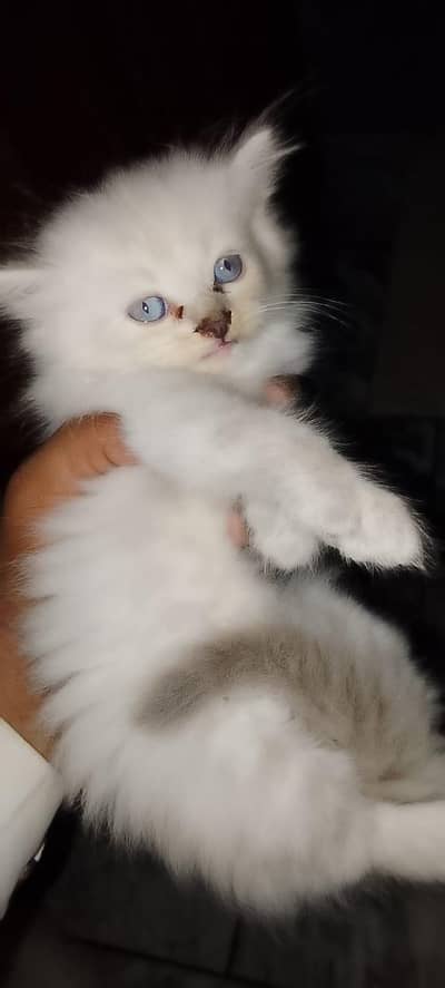 8 cats for sale