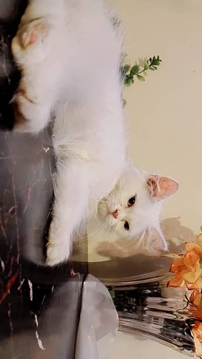 female kitten