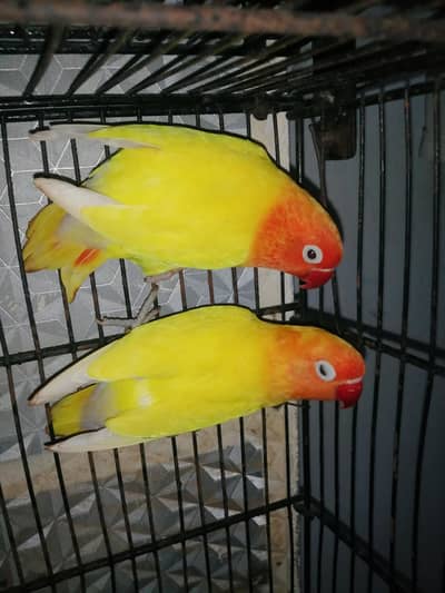 love birds pair